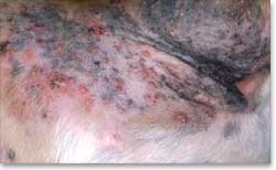 Pustules in a dog with superficial pyoderma