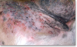 Pustules