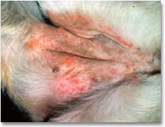 ventral pyoderma
