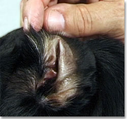 scabby ear