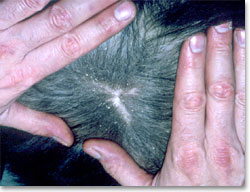 Scaling in a dog with cheyletiellosis