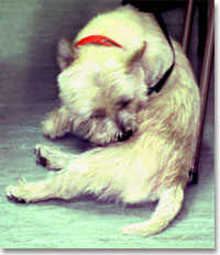 dog scratching
