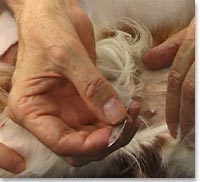 Skin scraping