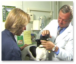 vet examining dog