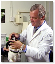 vet examining dog