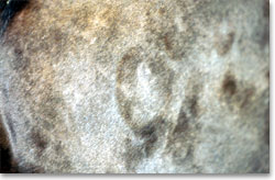 Wheal in a horse with acute urticaria
