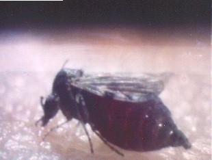 Blood-fed Culicoides nubeculosus