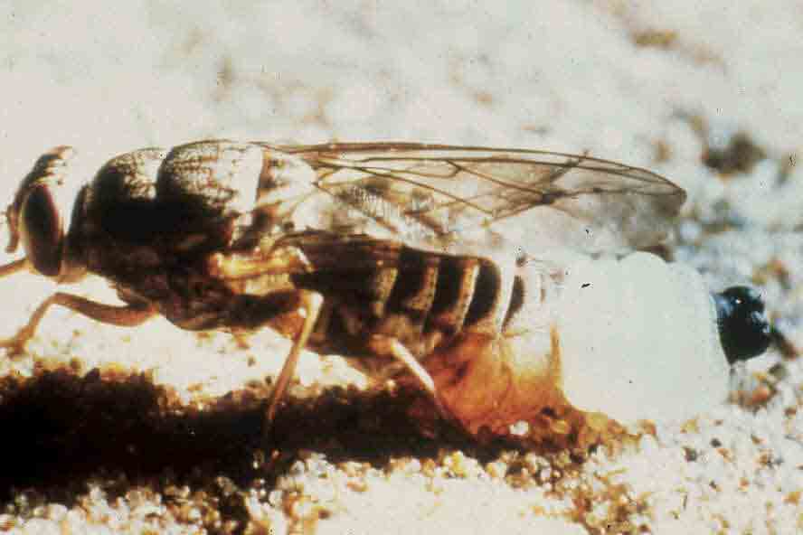 Tsetse larvipositing