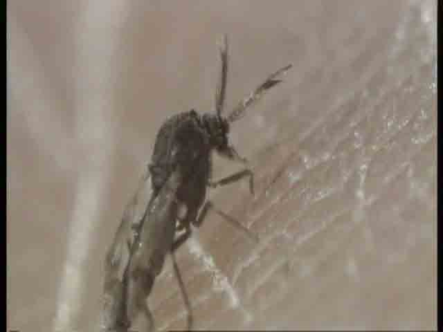 Culicoides nubeculosus male