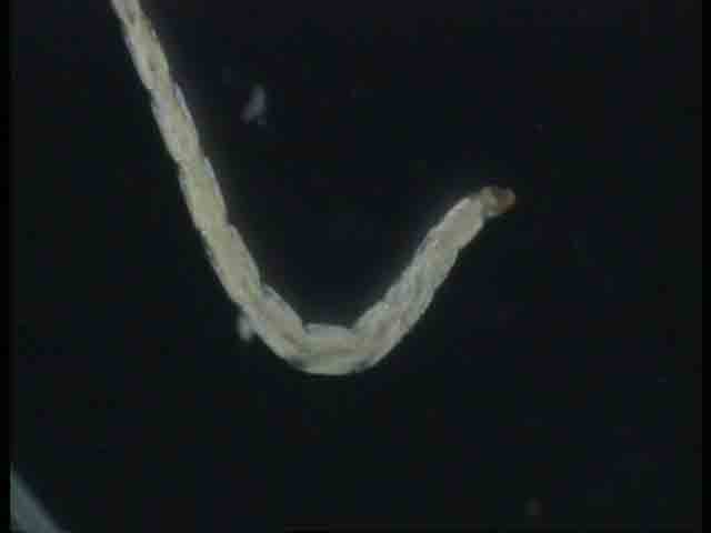 Culicoides nubeculosus larva