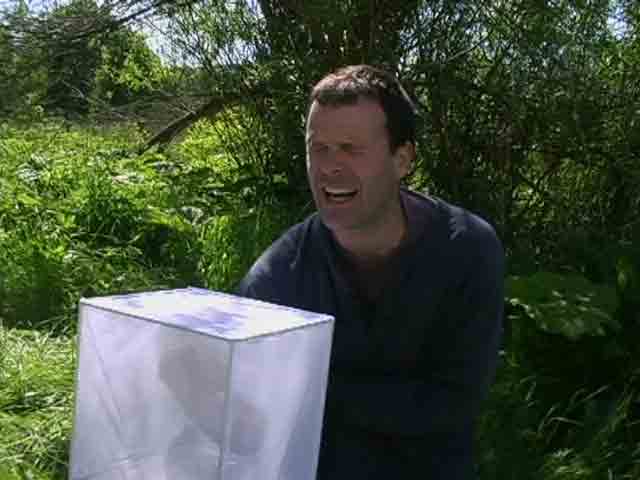 Midge bait 3