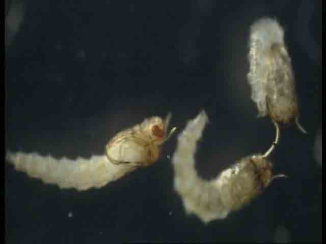 Culicoides nubeculosus pupae