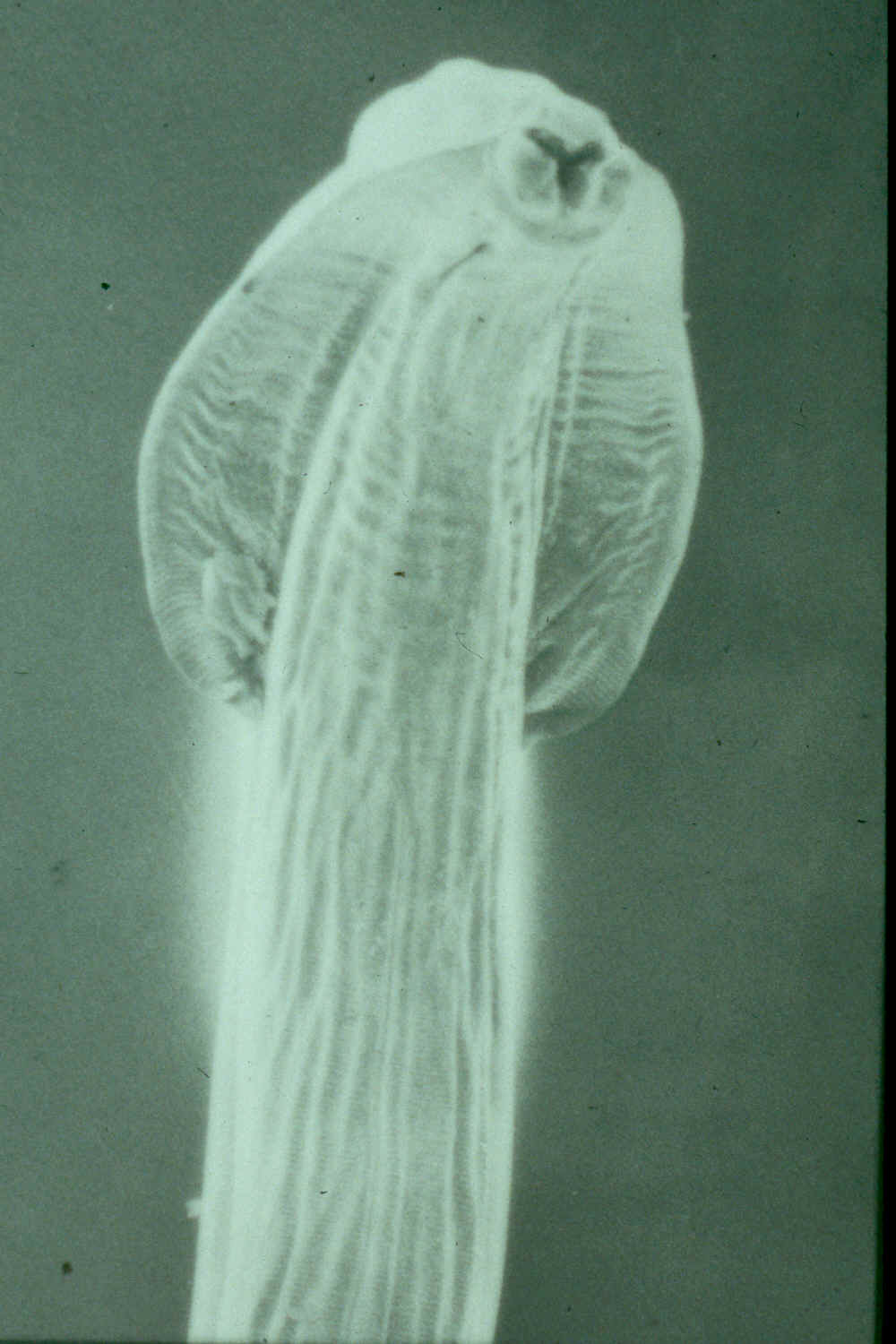 Toxascaris leonina head