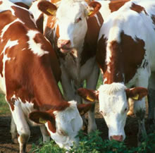 [ Grazing Cattle ]