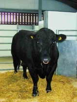 [ Prize Bull at the RDSVS Large Animal Hospital ]