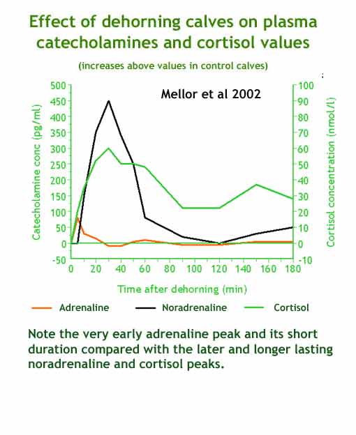 Effect of dehorning calves on plasma catecholamines and cortisol values