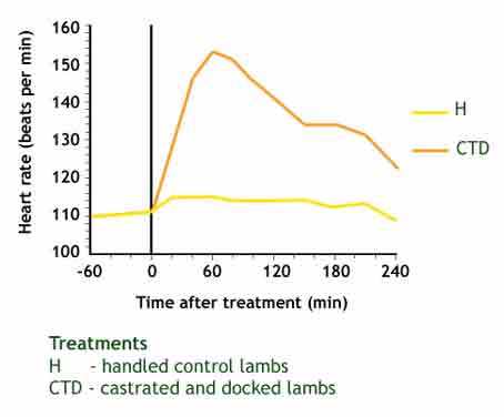 Graph showing the change in heart rate after rubber ring castration of 9 week old lambs