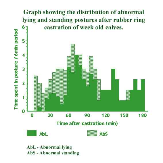 Graph showing the distribution of abnormal lying and standing postures after rubber ring castration of week old calves.