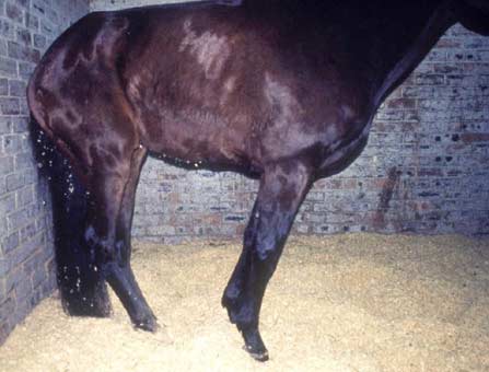 Horse with severe abdominal pain, here associated with Grass Sickness, showing standing on a narrow base