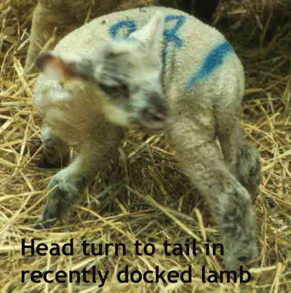 Picture of a recently rubber ring, tail docked, 4 to 5 day old lamb head turning to the tail