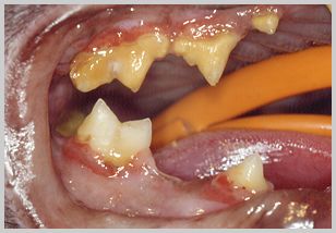 Advanced feline periodontal disease case which may include FORL's