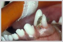 Retained deciduous canine