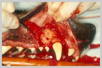 Mucogingival flap exposing lateral canine eminence of 204