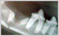 Fracture of mandible caused by excessive force extraction the lower carnassial tooth (molar 1)