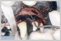 Probing 103 to demonstrate 8mm deep pocket on bucco-caudal aspect