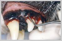 Probing 103 to demonstrate 8mm deep pocket on bucco-caudal aspect