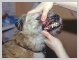 Examine vestibule and buccal surfaces of teeth