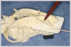 Bisecting angle technique - oblique lateral - for 304 canine tooth
