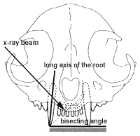 Bisecting angle technique for maxillary cuspid (canine) in the cat