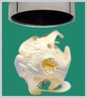 Position for cat TMJ's avoiding the zygomatic arch