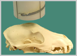 positioning for DV skull extra-oral technique