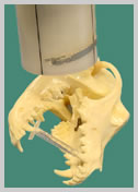 Technique for the extra-oral view of the maxilla
