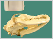 Position for TMJ sagittal oblique view with plate on table and joint to imaged closest to the plate