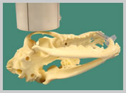 Position for TMJ sagittal oblique view with plate on table and joint to imaged closest to the plate - mouth open