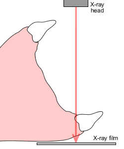 EOP position for dogs