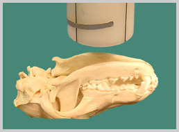 Positioning for Ventro-dorsal skull