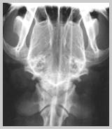 DV view of caudal dog skull clearly showing both mandibular condyles within the TMJ's