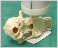 Extra -oral near parallel technique for caudal maxillary cheek teeth