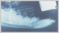 Fracture of mandible caudal to symphysis including the apex of the mandibular canine tooth