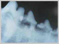 Root resorption (external) affecting multiple mandibular premolars in the dog