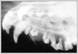 Extra oral 45 degree view of a maxilla