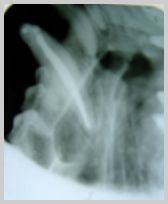 Upper canine post-op as oblique lateral and lateral bisecting angles