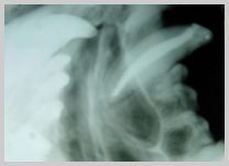 Upper canine post-op as oblique lateral and lateral bisecting angles