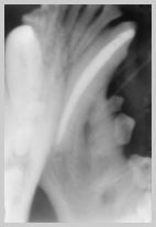 The apex of this 304 canine has been missed due to incorrect angulation