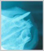 Retained root tip of upper canine in the cat