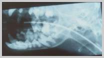 Extra-oral oblique viw of mandible showing apical lucency affecting the mesial root of molar 1
